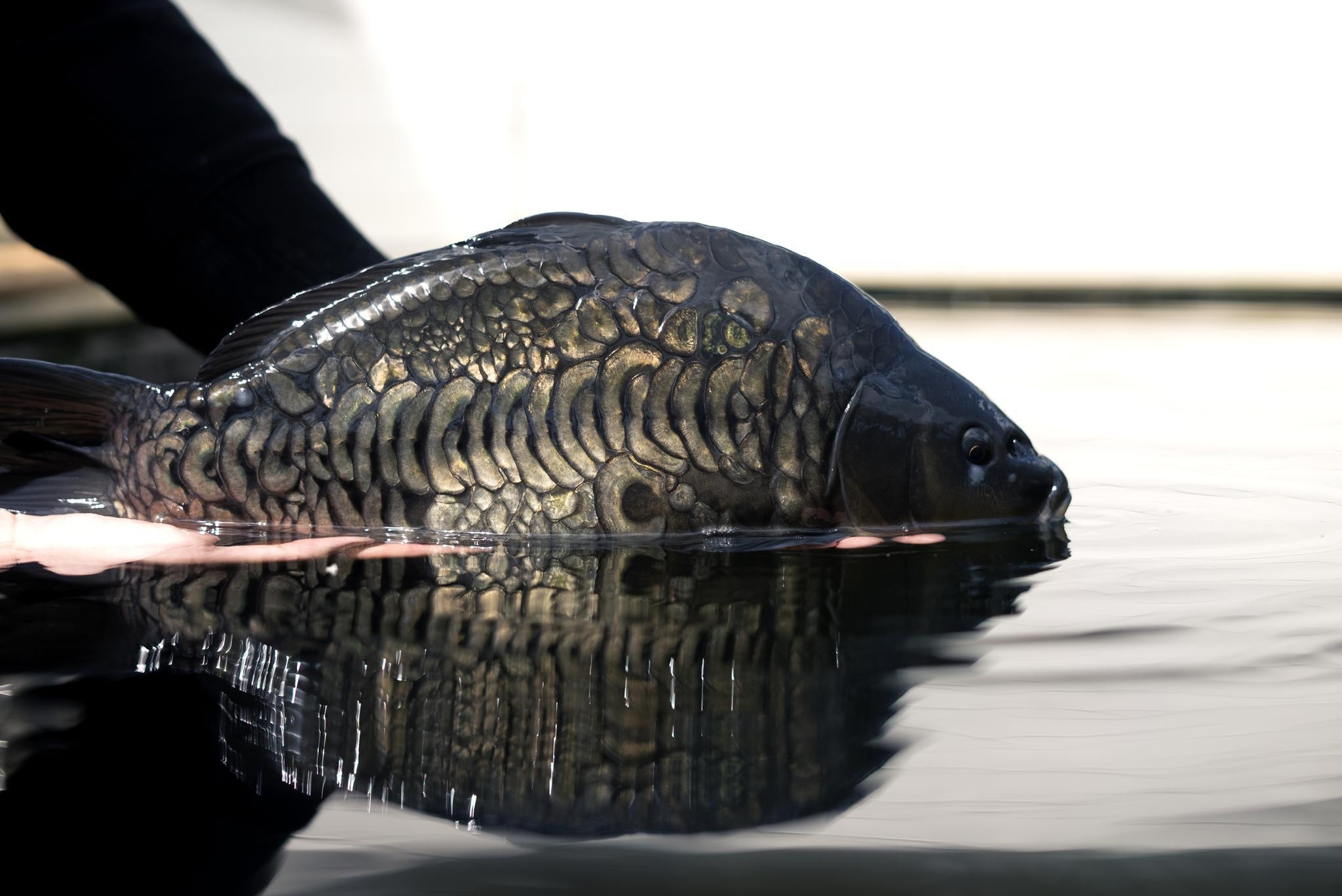 Podcast Drop &#8211; Ollie Thomas- @carpcollection