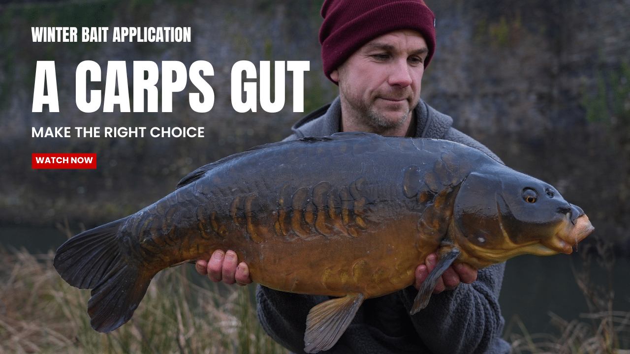 A CARPS GUT &#8211; New Video live now &#8211; Mark Bryant